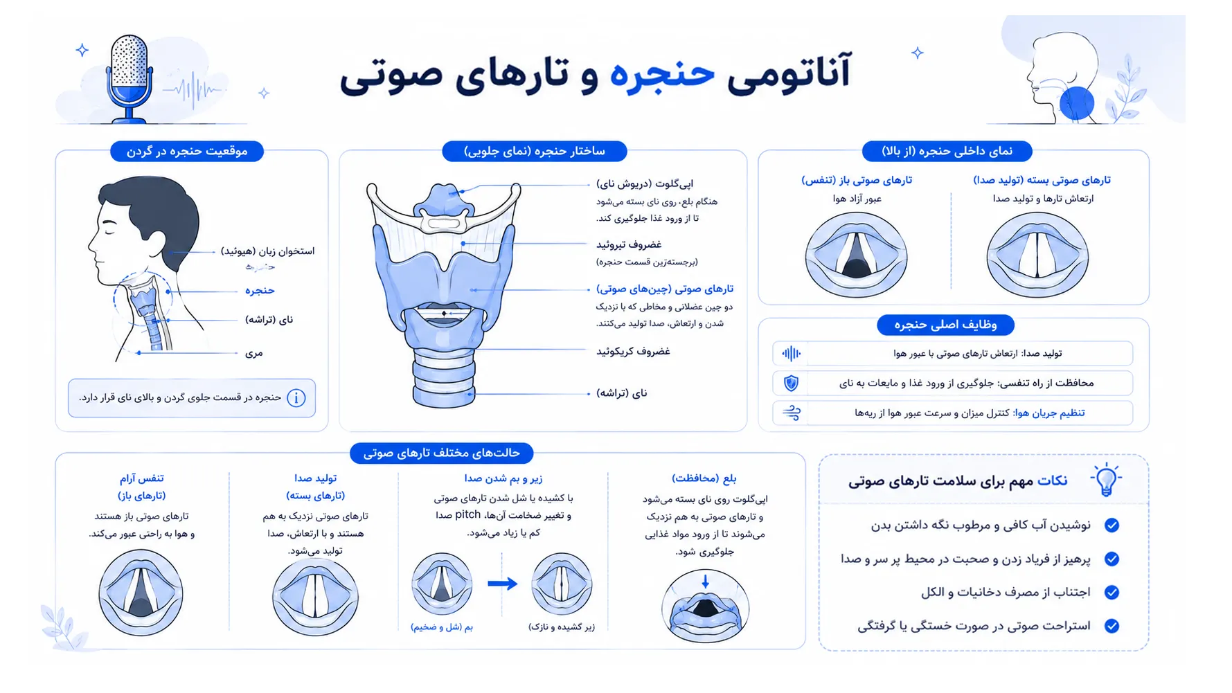 تصویر آناتومی حنجره و تارهای صوتی